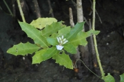 <strong>Acanthus ilicifolius - Ramon, Laurence - 52</strong><br />© Ramon, Laurence